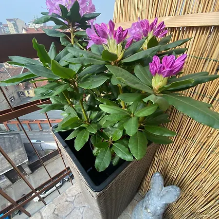 Attico White Rabbit * Turin